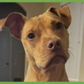  : Gracie