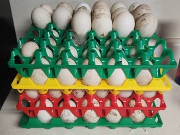 Selling with In-person Payment: Duck eggs!!!