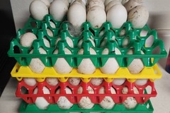 Selling with In-person Payment: Duck eggs!!!