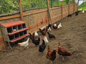 Selling with In-person Payment: Farm brown eggs