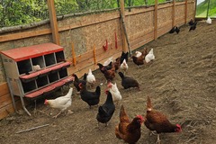 Selling with In-person Payment: Farm brown eggs