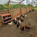 Selling with In-person Payment: Farm brown eggs