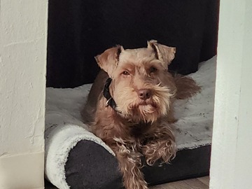   : Brownie