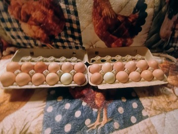 Selling with In-person Payment: Wagners fresh brown eggs