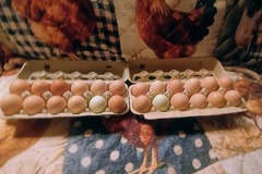 Selling with In-person Payment: Wagners fresh brown eggs