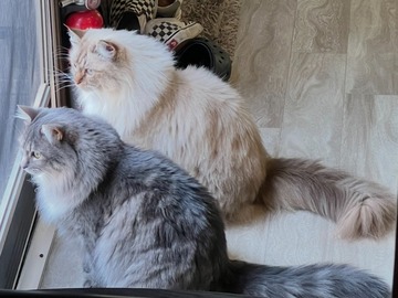   : Alfie and Suki