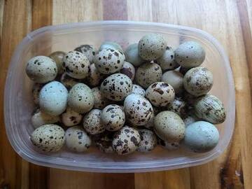 Selling with online payment: Quail eggs 