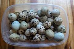Selling with online payment: Quail eggs 