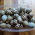 Selling with online payment: Quail eggs 