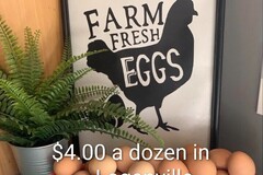 Selling with In-person Payment: Farm Fresh Free Range Chicken Eggs
