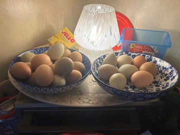 Selling with In-person Payment: Mixed Chicken Eggs Organic
