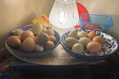 Selling with In-person Payment: Mixed Chicken Eggs Organic