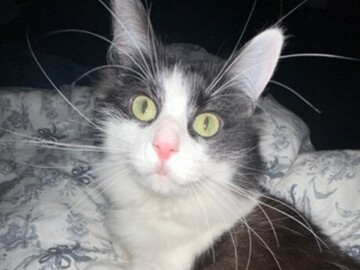   : Mochi