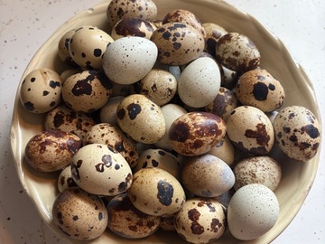 Selling with In-person Payment: Fresh quail eggs