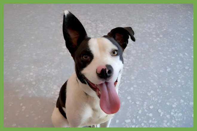 MooMoo, a American Pitbull Terrier Mix looking for a loving home in Missouri City, TX
