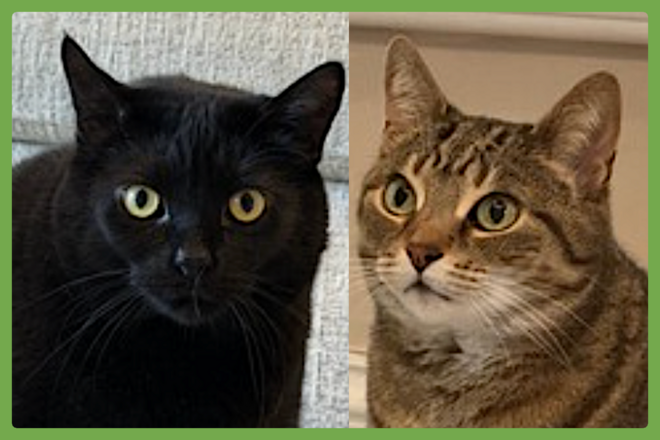 Cole and Fudge Ripple, a Domestic Short Hair looking for a loving home in West Chester, PA