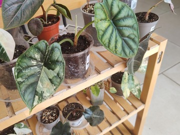 Vente: Bulbille alocasia Dragon scale albo 