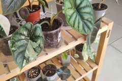 Sales: Bulbille alocasia Dragon scale albo 