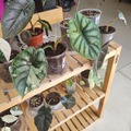 Sales: Bulbille alocasia Dragon scale albo 