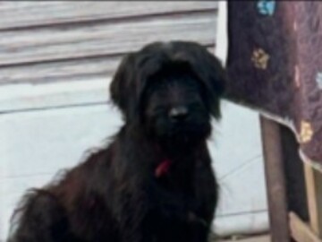   : Teddy, Buddy and Saint