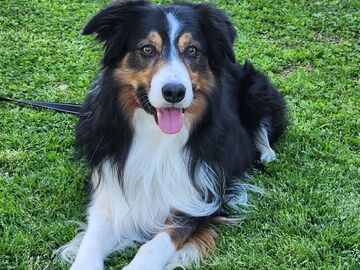   : Darby