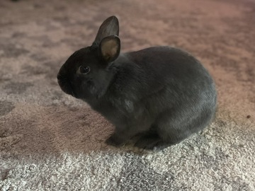   : Blueberry