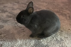   : Blueberry