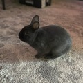   : Blueberry