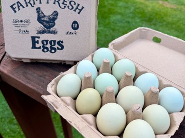 Selling with In-person Payment: Farm Fresh Chicken Eggs | 1 Dozen Fresh eggs | Colored Fresh Eg