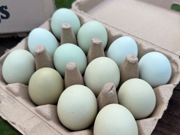 Selling with online payment: Farm Fresh Chicken Eggs | 1 Dozen Fresh eggs I Colored Fresh Eggs