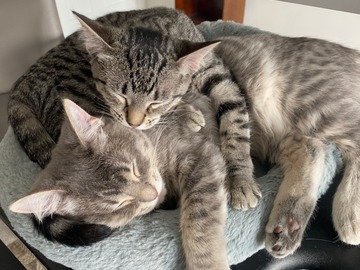   : Scout and Corrie