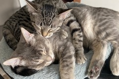   : Scout and Corrie