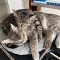   : Scout and Corrie