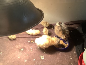 Selling with online payment:  Button quail eggs