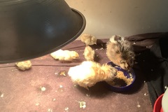 Selling with online payment:  Button quail eggs