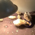Selling with online payment:  Button quail eggs