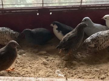 Selling with online payment:  Button quail eggs