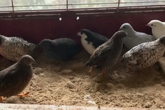 Selling with online payment:  Button quail eggs