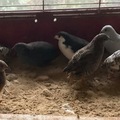 Selling with online payment:  Button quail eggs