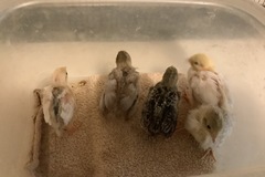 Selling with online payment:  Button quail eggs