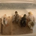 Selling with online payment:  Button quail eggs