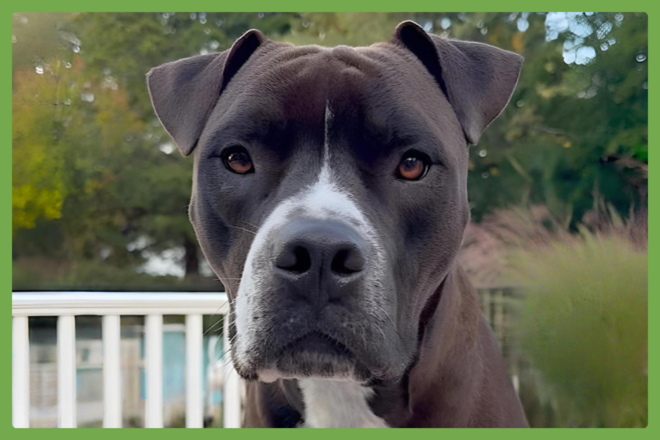 Spade, a Boxer/American Pitbull Terrier Mix looking for a loving home in Tinton Falls, NJ