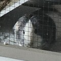   : Darcie, Alice and Rose