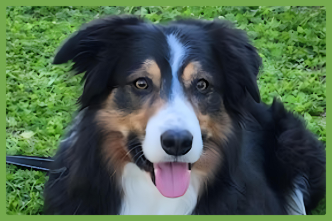 Darby, a Border Collie looking for a loving home in Memphis, TN