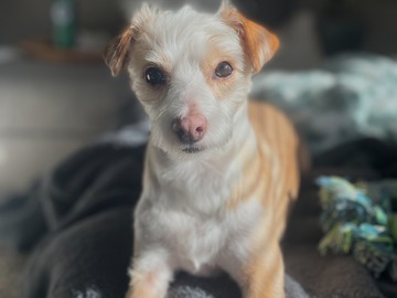   : Olive