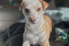   : Olive
