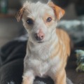   : Olive