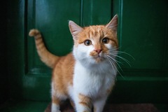 Selling: Pet Psychic Reading 