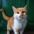 Selling: Pet Psychic Reading 