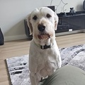   : Kiaro